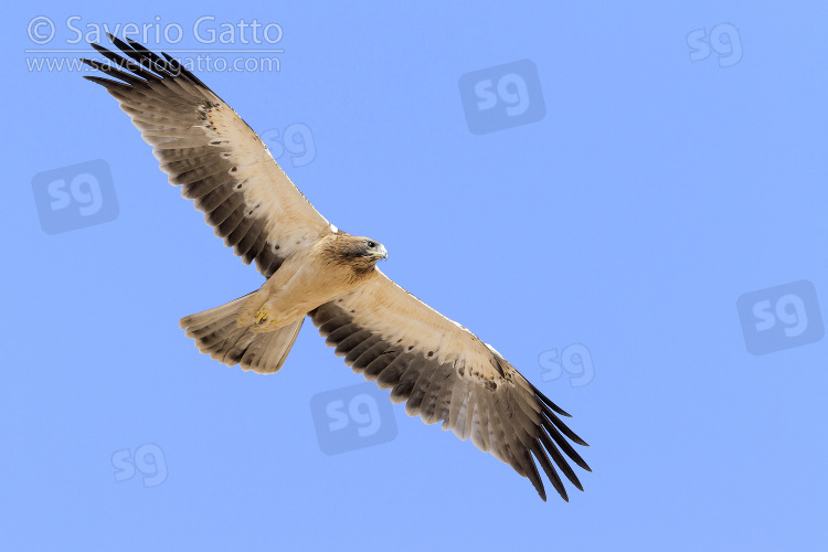 Booted Eagle