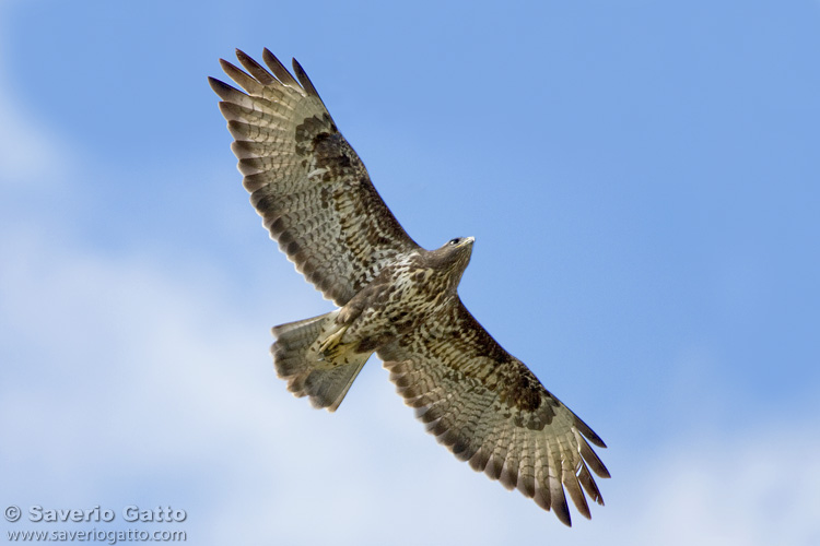 Common Buzzard