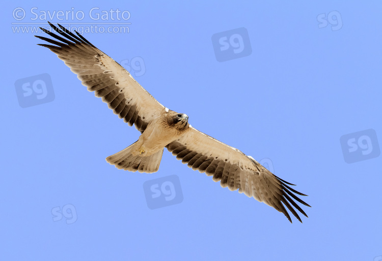 Booted Eagle