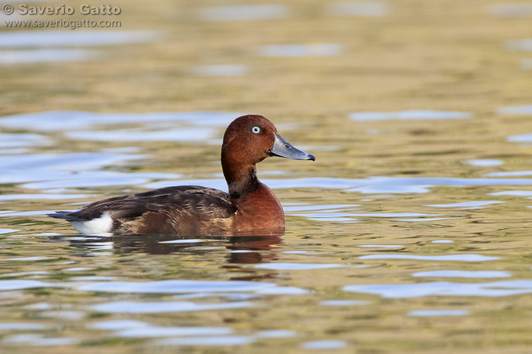 Ferruginous Duck