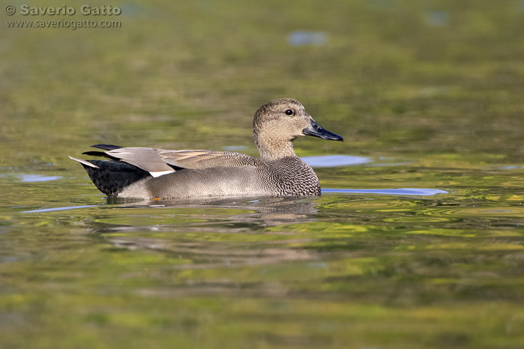 Gadwall