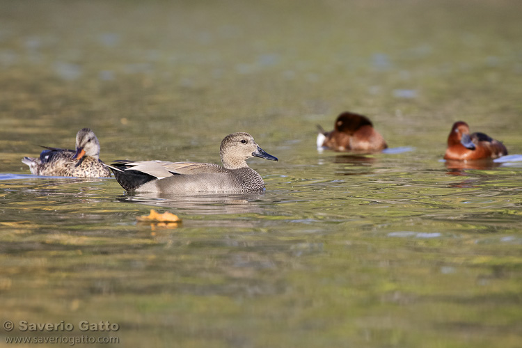 Ducks