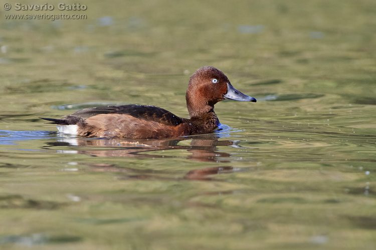 Ferruginous Duck