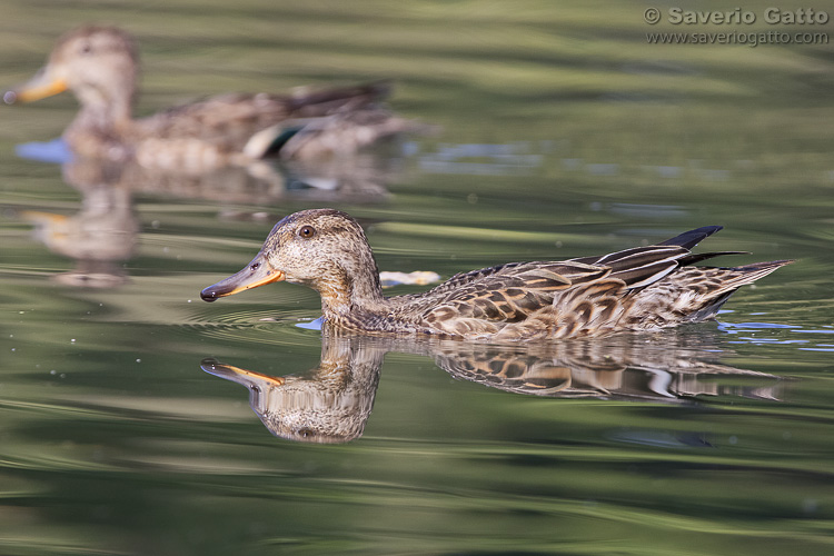 Eurasian Teal