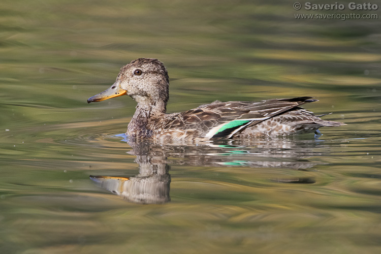 Eurasian Teal