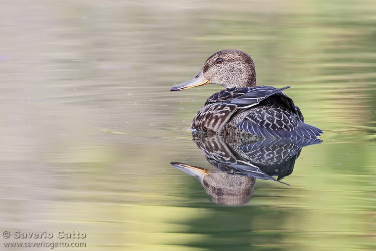 Eurasian Teal