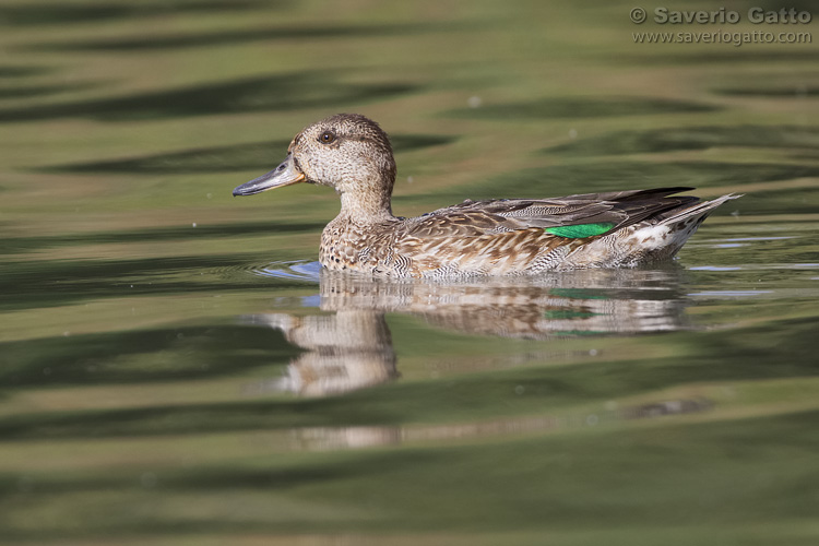 Eurasian Teal