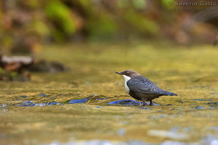 Dipper