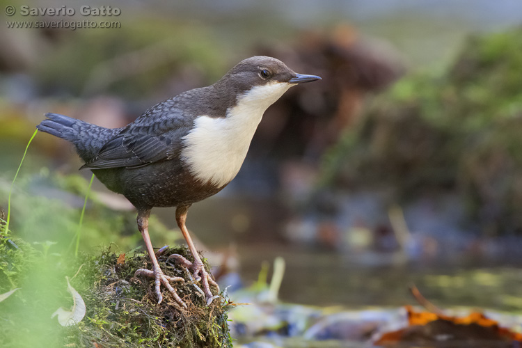 Dipper