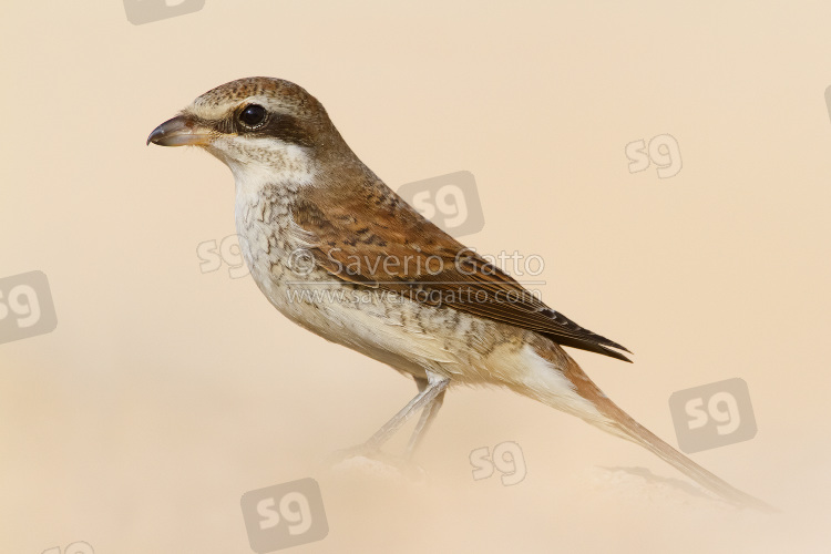 Red-backed Shrike