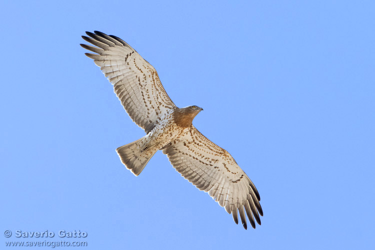 Short-toed Eagle