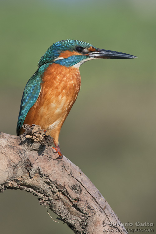 Common Kingfisher