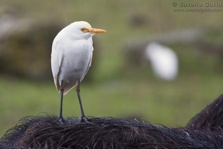 Cattle Egret