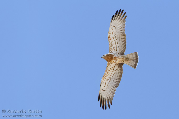 Short-toed Eagle