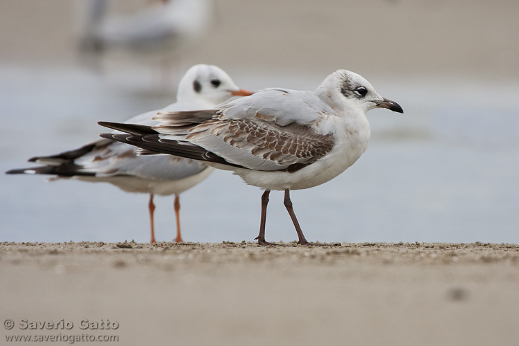 Mediterranean Gull