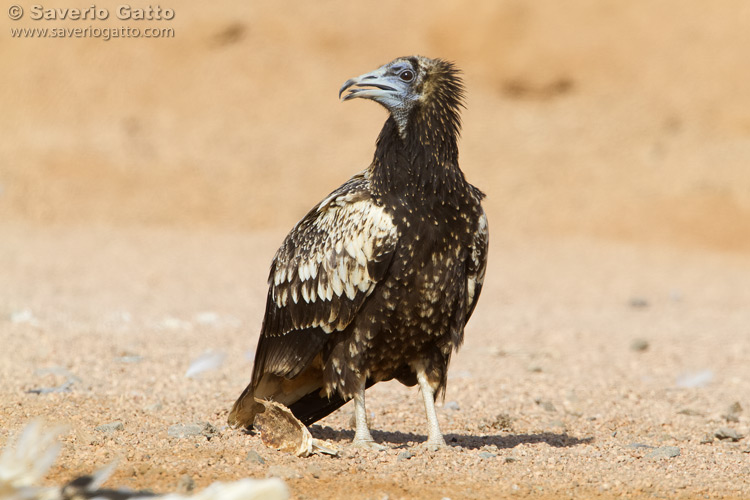 Egyptian Vulture