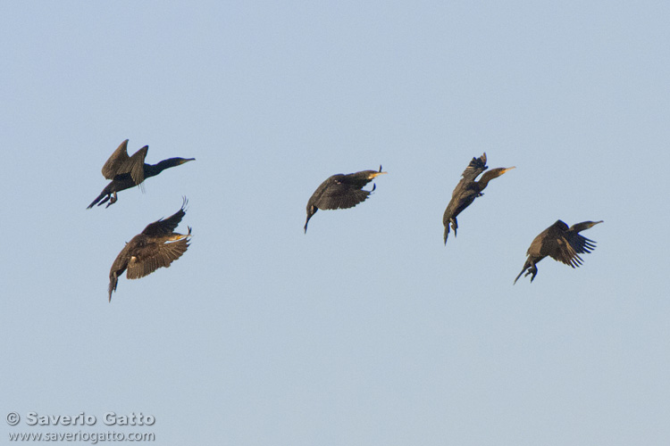 Cormorani in volo