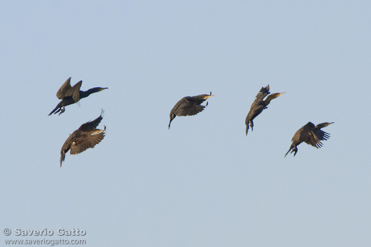 Cormorants in flight