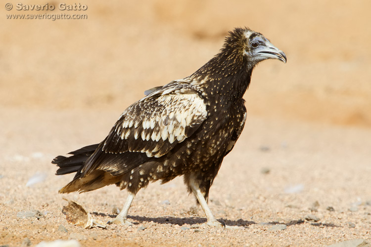 Egyptian Vulture