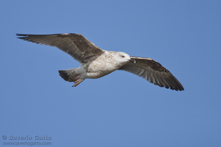 Yellow-legged Gull