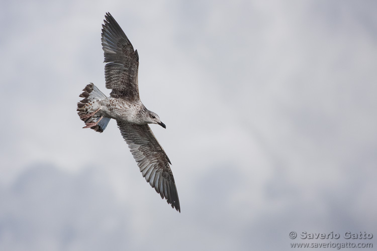 Yellow-legged Gull