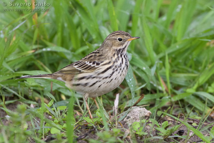 Meadow Pipit