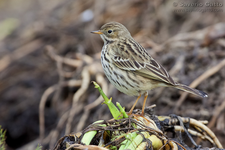 Meadow Pipit