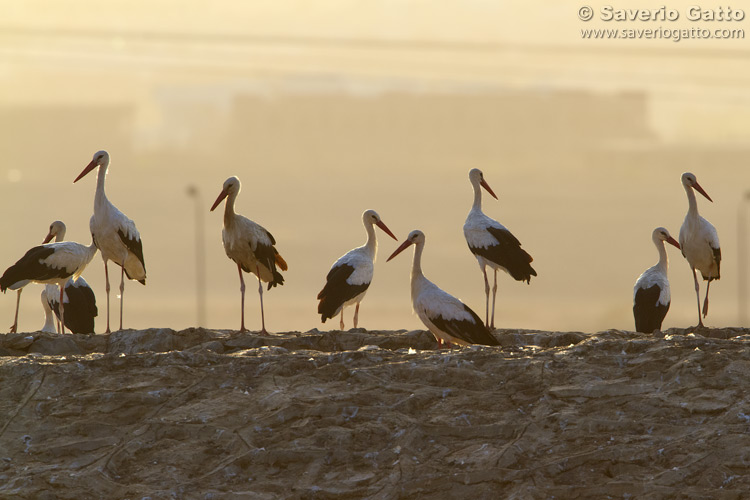 White Stork