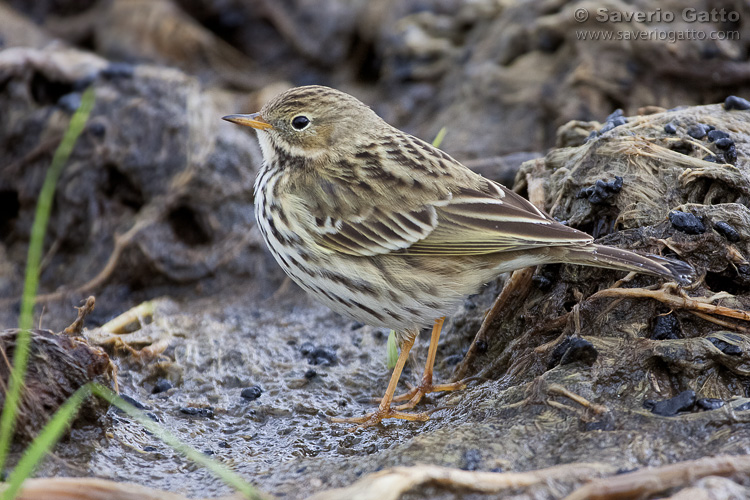 Meadow Pipit