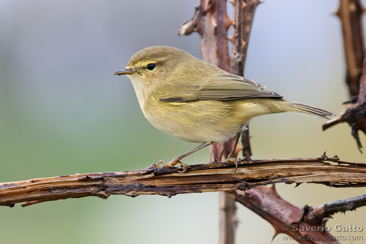 Common Chiffchaff