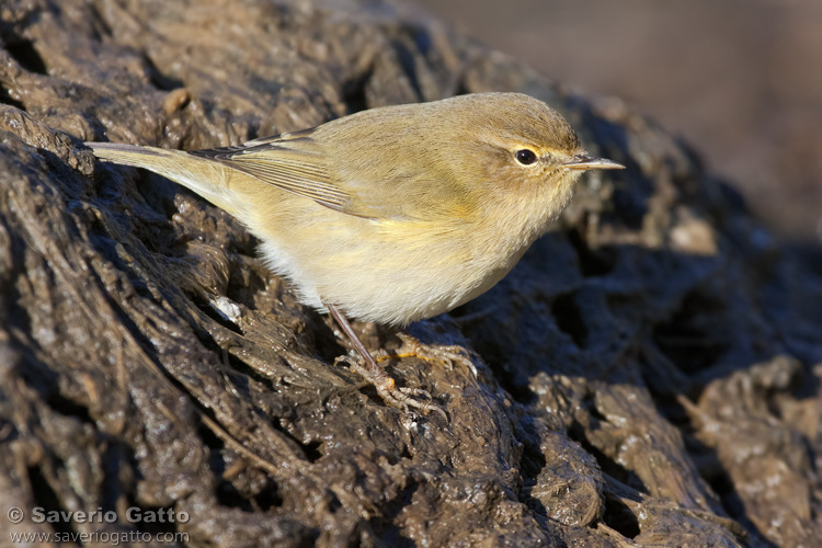 Common Chiffchaff