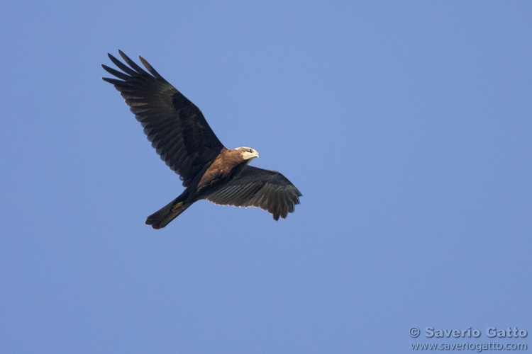 Marsh Harrier