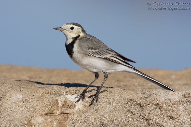 White Wagtail