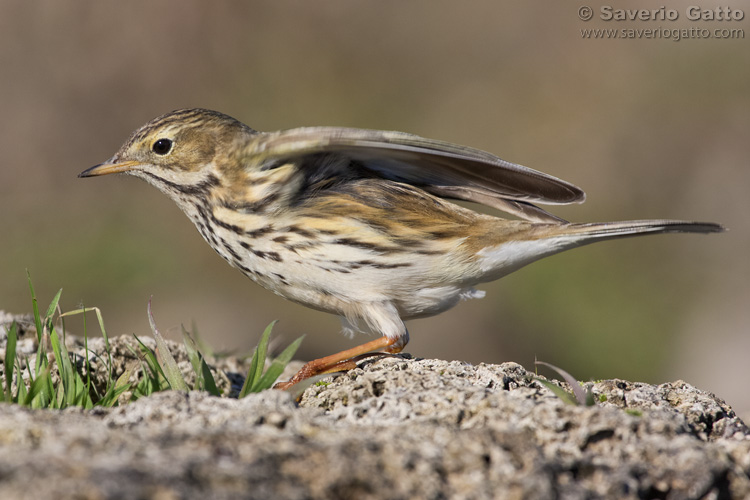 Meadow Pipit