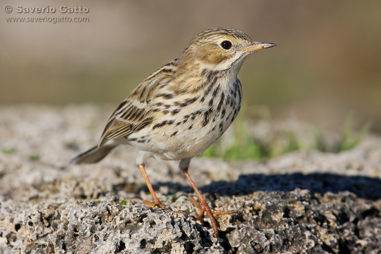 Meadow Pipit