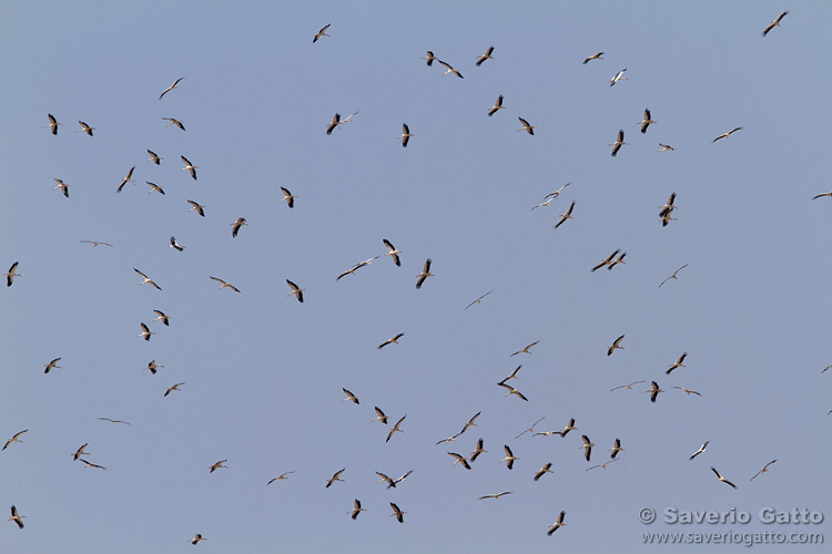 White Stork