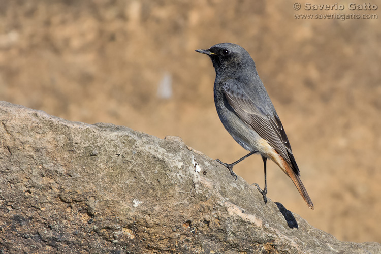 Black Redstart