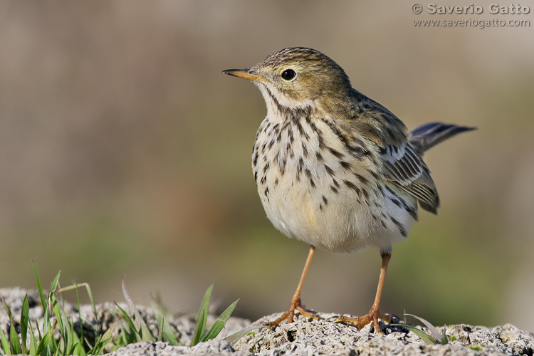 Meadow Pipit