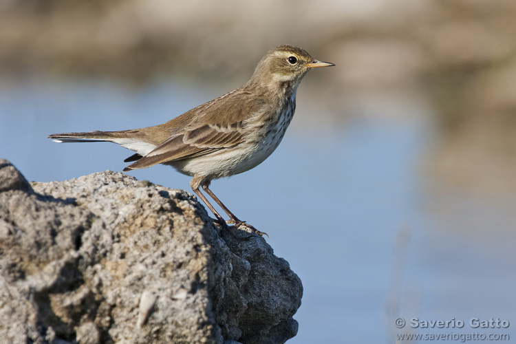 Water Pipit