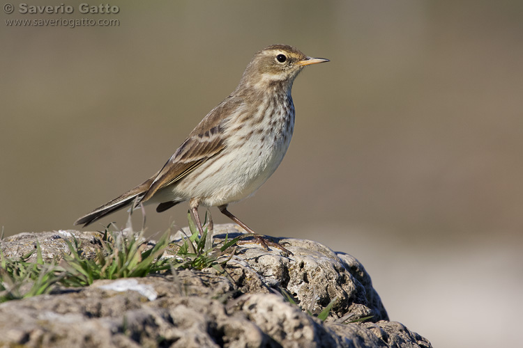 Water Pipit