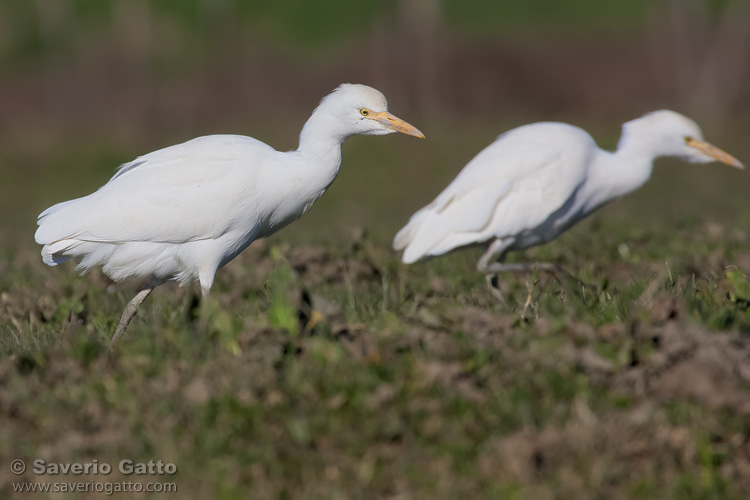 Cattle Egret