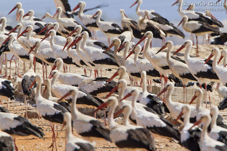 White Stork