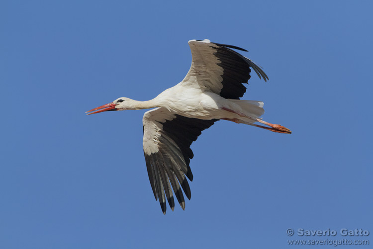 White Stork