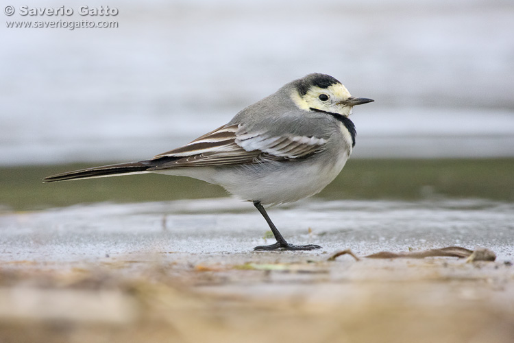 White Wagtail