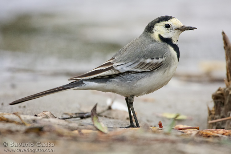 White Wagtail