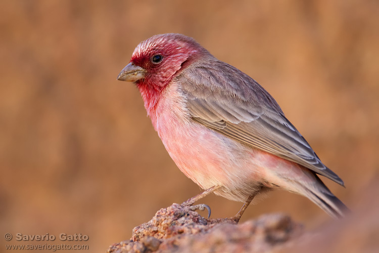 Ciuffolotto scarlatto del Sinai