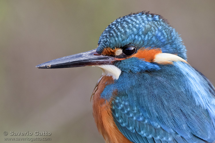 Common Kingfisher