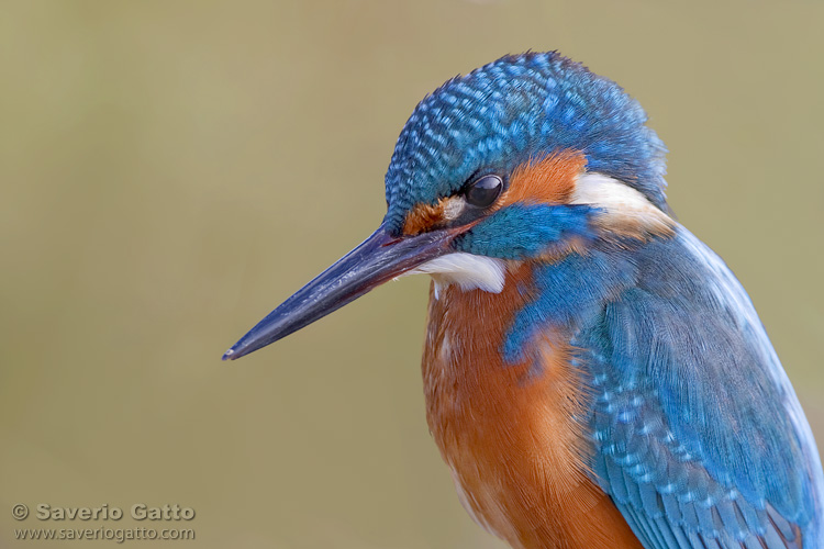 Common Kingfisher