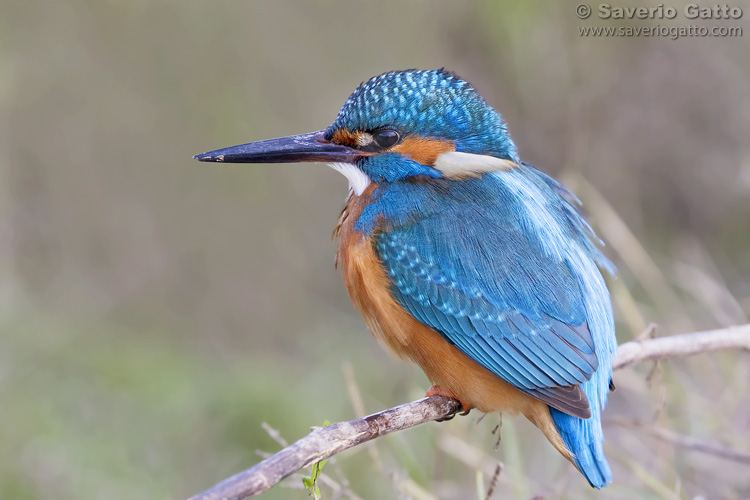 Common Kingfisher