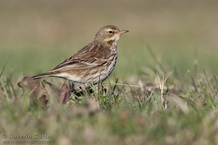 Water Pipit